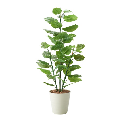 観葉植物（フレッシュポトス）2